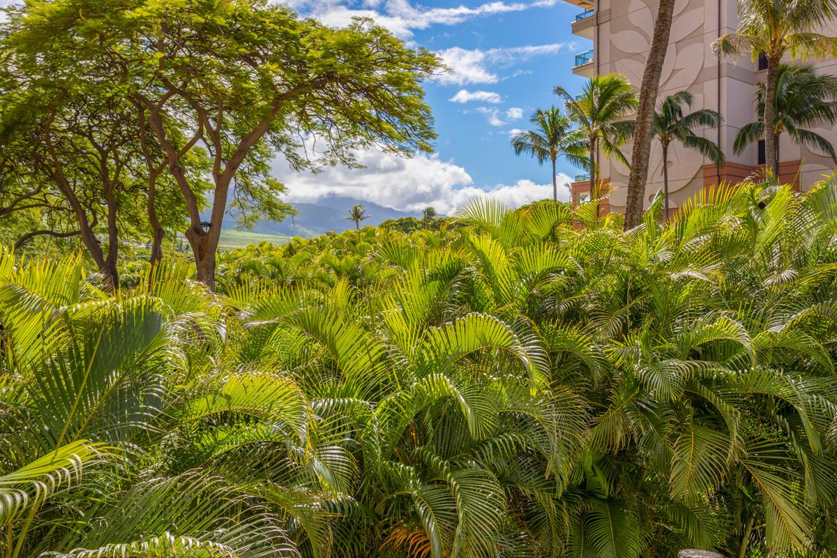 Kaanapali Alii 322
