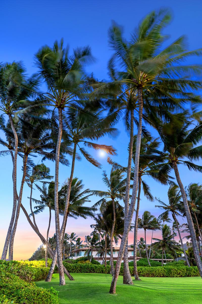 Twilight Palm Trees swaying gently under the enchanting colors of dusk.