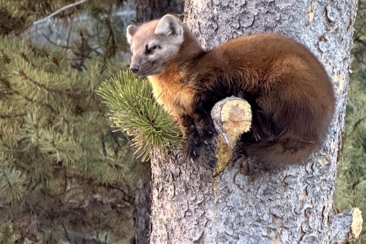 breckenridge-cabin-local-wildlife