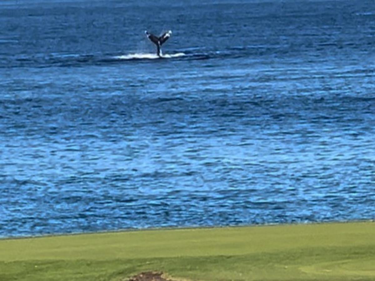 Whale watching from your lanai