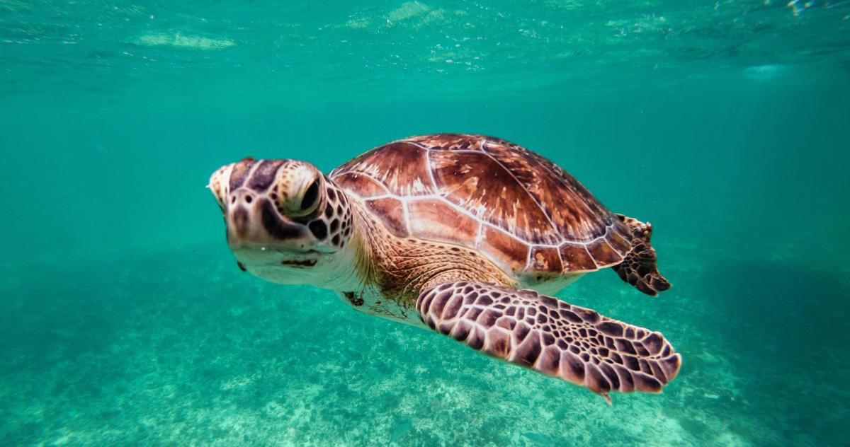 A stunning sea turtle glides through crystal-clear turquoise waters nearby—an unforgettable glimpse of the area's vibrant marine life.