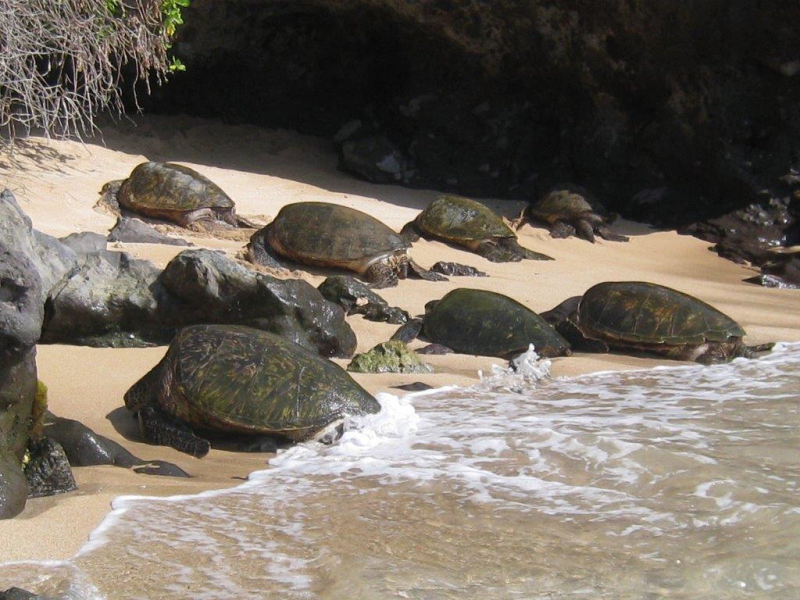 Turtle Cove Napili Vacation Rental Exotic Estates