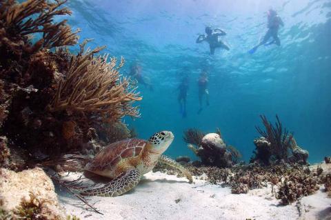 Best Snorkeling Spots in Riviera Maya