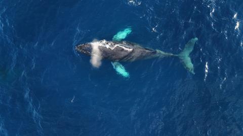 Maui Whale Watching