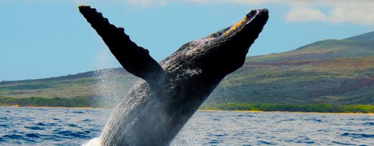 Best Villas for Whale Watching on Maui