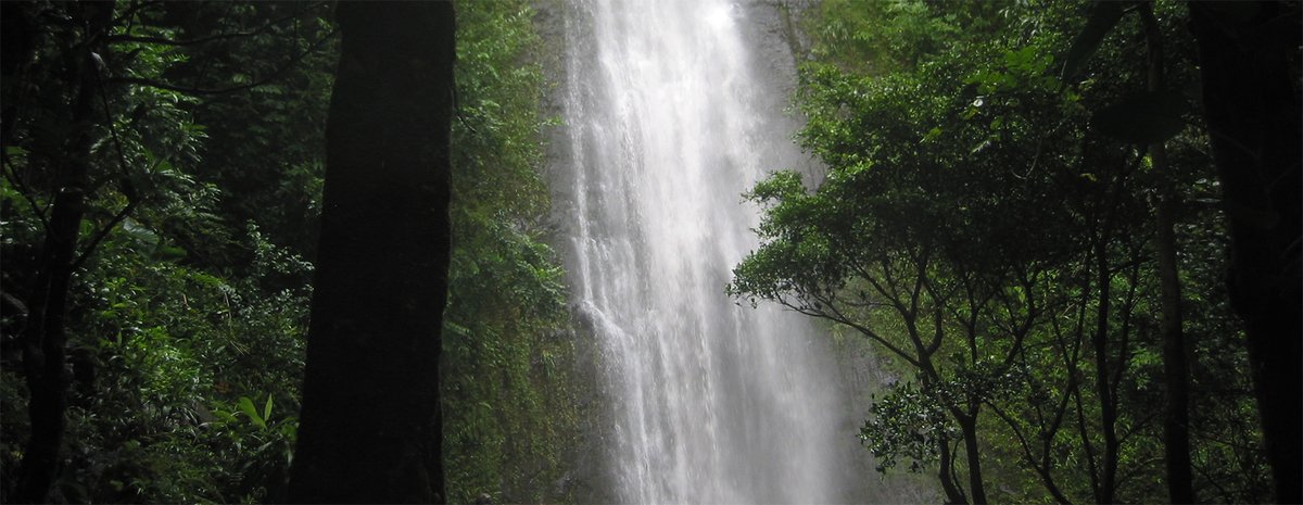 Manoa Falls